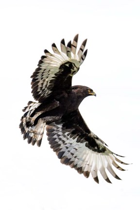 Framed Long-Crested Eagle, Ndutu, Ngorongoro Conservation Area, Tanzania Print