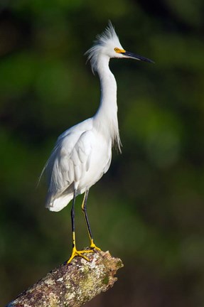 Framed Snowy Egret, Tortuguero, Costa Rica Print