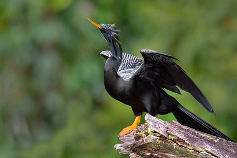 Framed Anhinga, Tortuguero, Costa Rica Print