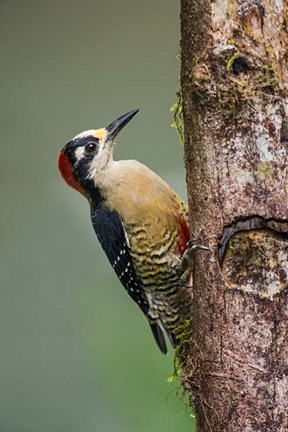 Framed Black-Cheeked Woodpecker, Sarapiqui, Costa Rica Print