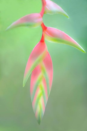 Framed Heliconia Flower, Sarapiqui, Costa Rica Print