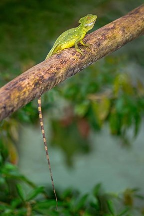 Framed Plumed Basilisk, Costa Rica Print