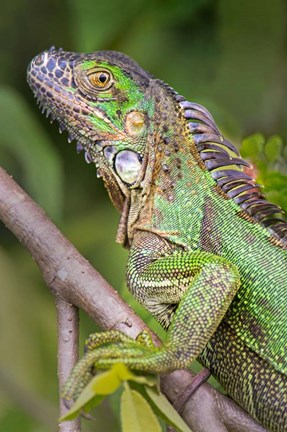 Framed Green Iguana, Sarapiqui, Costa Rica Print