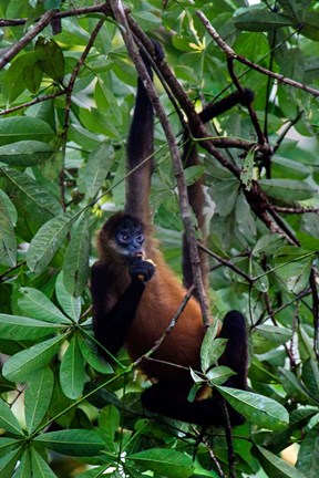 Framed Spider Monkey, Sarapiqui, Costa Rica Print