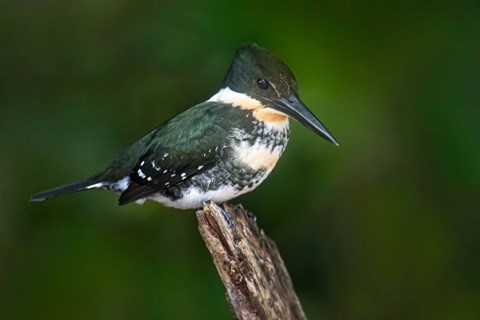 Framed Green Kingfisher, Tortuguero, Costa Rica Print