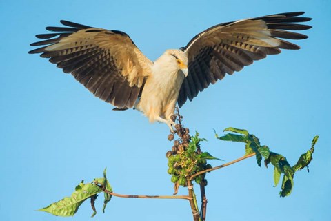 Framed Yellow-Headed Caracara, Pacific Coast, Costa Rica Print