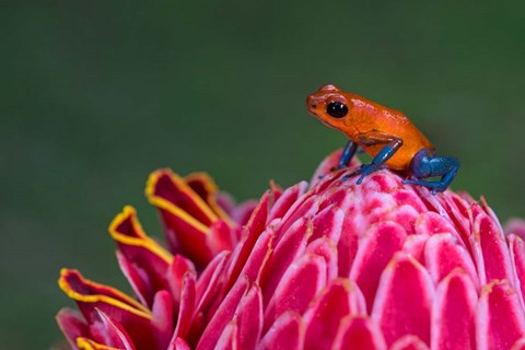 Framed Strawberry Poison-Dart Frog, Sarapiqui, Costa Rica Print