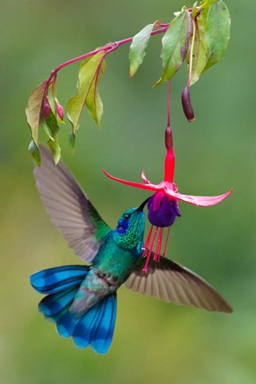 Framed Green Violetear, Savegre, Costa Rica Print