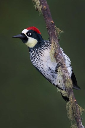 Framed Acorn Woodpecker on Branch, Savegre, Costa Rica Print