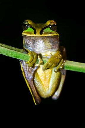 Framed Masked Tree Frog Sarapiqui, Costa Rica Print