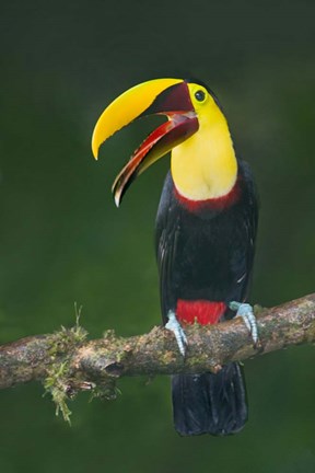 Framed Keel-Billed Toucan, Sarapiqui, Costa Rica Print