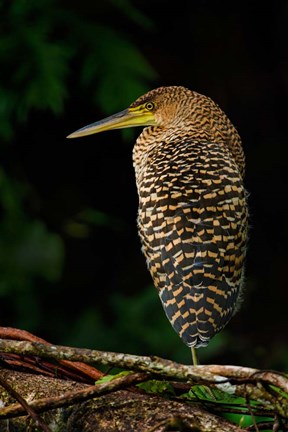 Framed Bare-Throated Tiger Heron, Tortuguero, Costa Rica Print