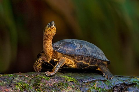 Framed Black Marsh Turtle, Tortuguero, Costa Rica Print