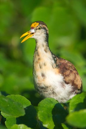 Framed Northern Jacana, Tortuguero, Costa Rica Print