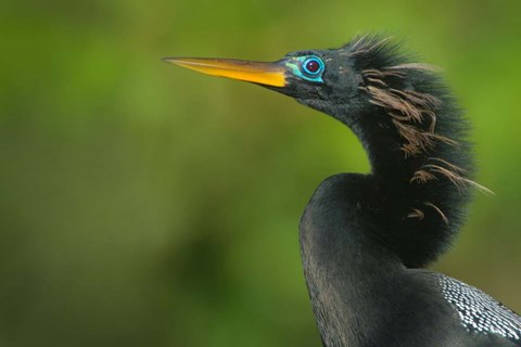Framed Anhinga, Tortuguero, Costa Rica Print