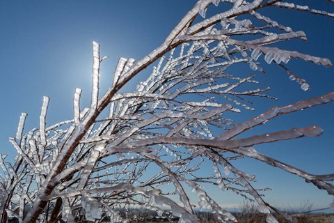 Framed Ice Crystals on tree branches, Iceland Print