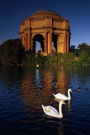 Framed Swans and Palace of Fine Arts Print