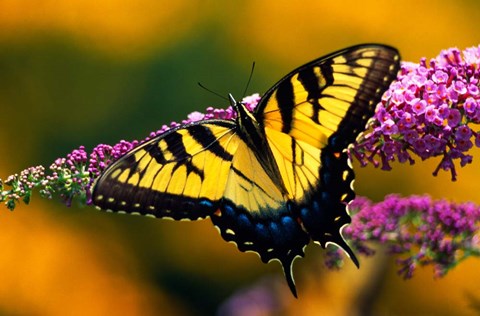 Framed Male Tiger Swallowtail Butterfly Print