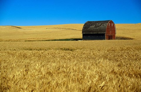 Framed Red barn in wheat field, Palouse region, Washington, USA. Print