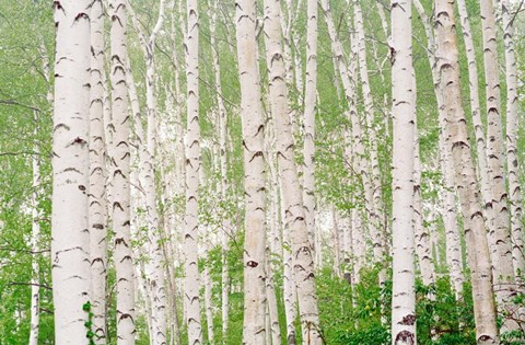 Framed Aspen Trees Print