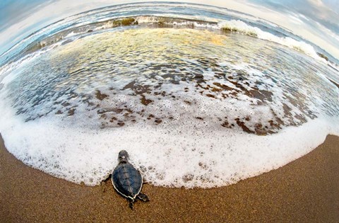 Framed Green Sea Turtle, Tortuguero, Costa Rica Print