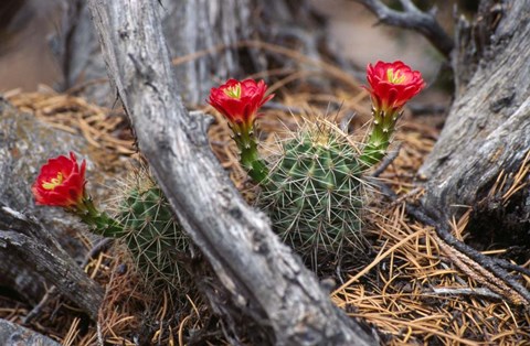Framed Hedgehog Cactus in Bloom Print
