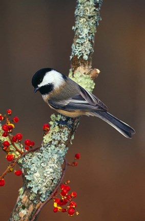 Framed Black-capped Chickadee Bird Print