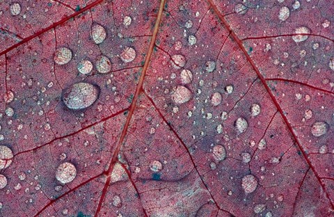 Framed Water Droplets on Maple Leaf Print