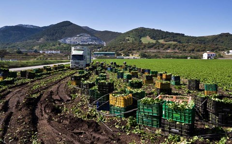 Framed Harvesting Lettuce near Ventas de Zafarraya, Spain Print