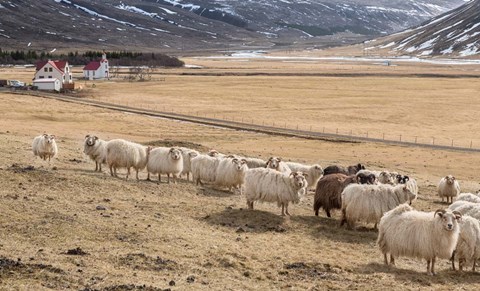 Framed Flock of Sheep, Iceland Print