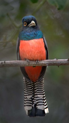 Framed Blue-Crowned Trogon, Pantanal Wetlands, Brazil Print