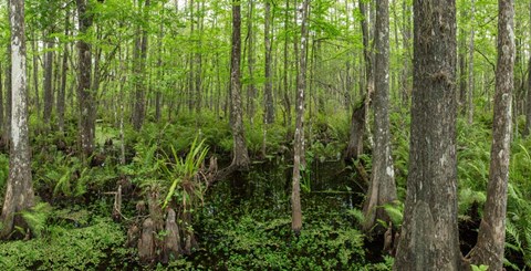 Framed Six Mile Cypress Slough Preserve in Fort Myers, Florida Print