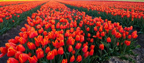 Framed Rows of Red Tulips in bloom, North Holland, Netherlands Print
