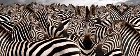 Framed Herd of Zebras Print