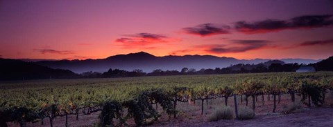 Framed Vineyard At Sunset, Napa Valley, California Print