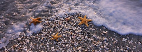 Framed Starfish on a Beach, Gulf Of Mexico, Florida Print