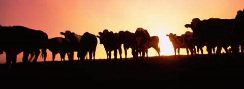 Framed Point Reyes National Seashore, California Print