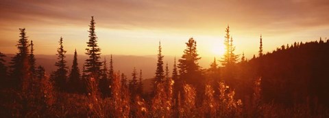 Framed Firweed At Sunset, Montana Print