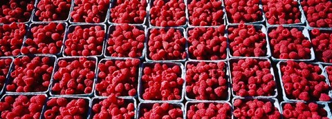 Framed Farmers Market Rochester, Minnesota Print