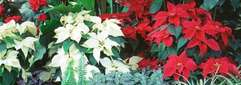 Framed Red And White Poinsettias Print