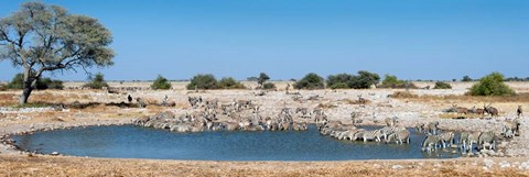 Framed Burchell's Zebras, Etosha National Park, Namibia Print