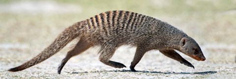 Framed Mongoose, Etosha National Park, Namibia Print