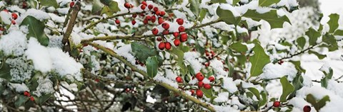 Framed Holly Berries Covered in Snow Print