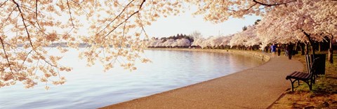 Framed Cherry Blossoms Print