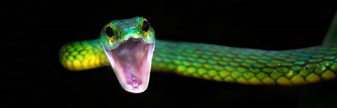 Framed Green Vine Snake, Costa Rica Print