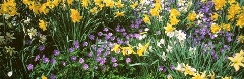 Framed Wild Flowers Print