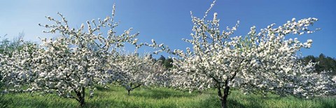 Framed Apple Blossom Trees, Norway Print