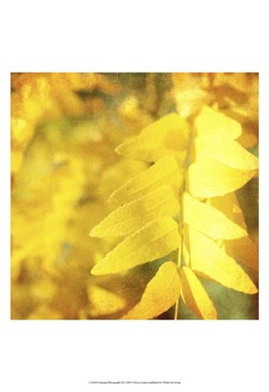 Framed Autumn Photography III Print