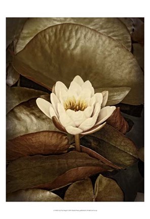 Framed Lily Pad Single Print