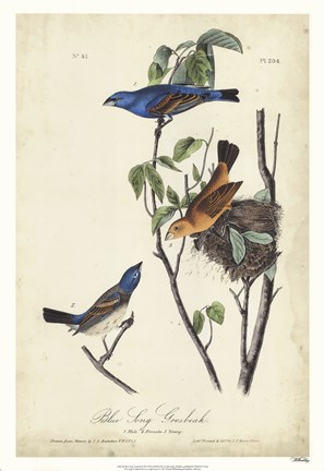 Framed Blue Song Grosbeak Print